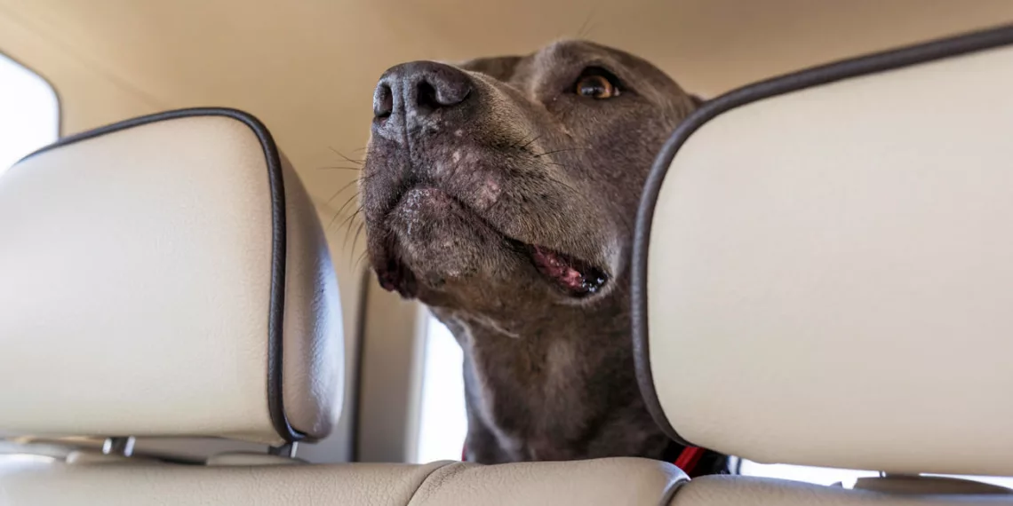 pet carro 1 Deixar pets sozinhos no carro: o risco que pode virar multa pesada